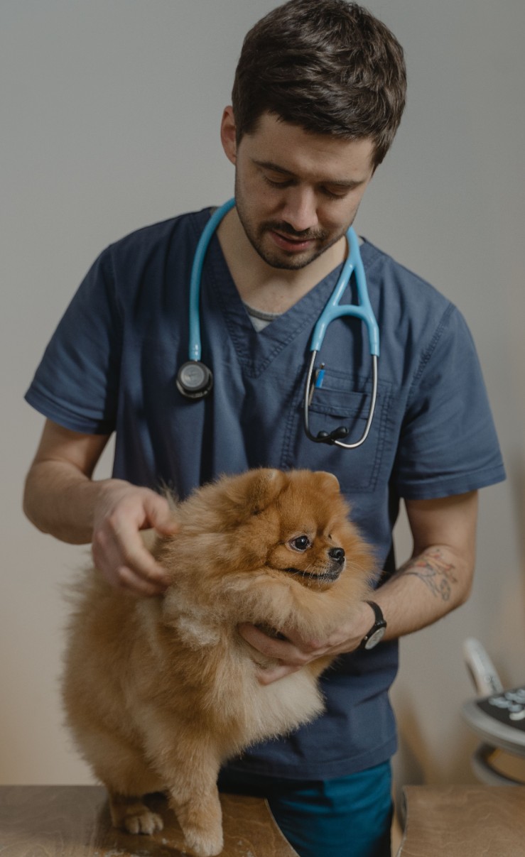 Veterinary SEO strategy and local search
